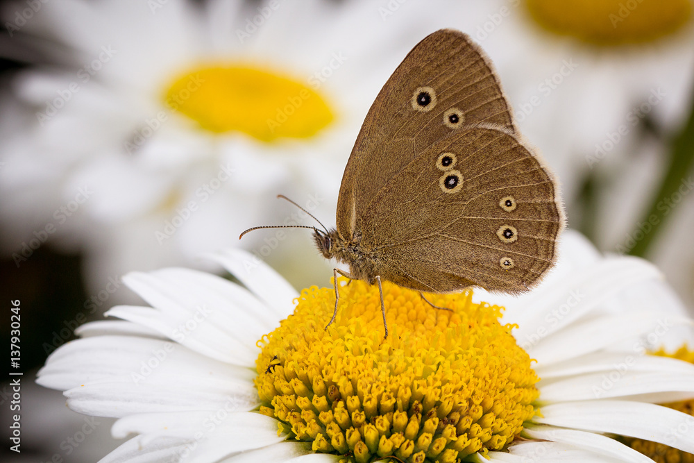 Fototapeta premium Schmetterling auf Blüte
