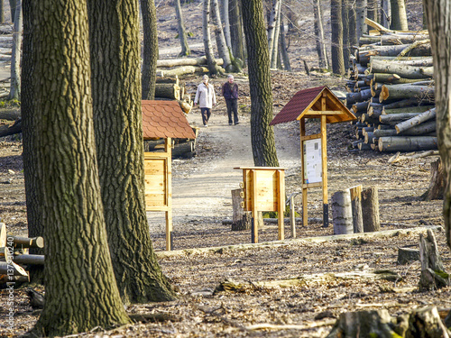 Oak tree, Austria, Vienna, 13. district, zoo Lainz photo