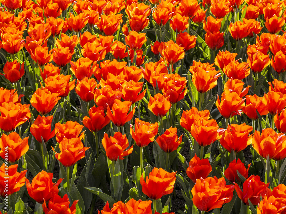 Red tulips, Austria, Vienna, 3. district, Schwarzenbergplatz Red tulips, Austria, Vienna, 3. district, Schwarzenbergplatz