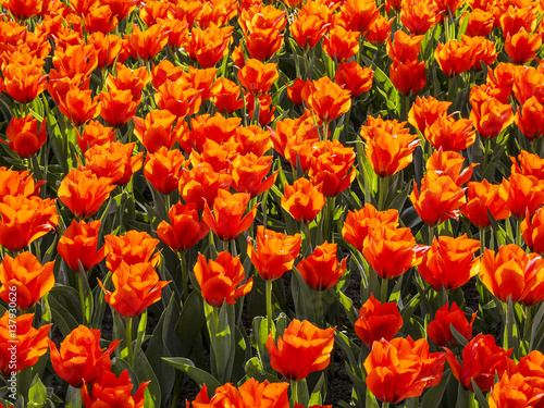 Red tulips, Austria, Vienna, 3. district, Schwarzenbergplatz