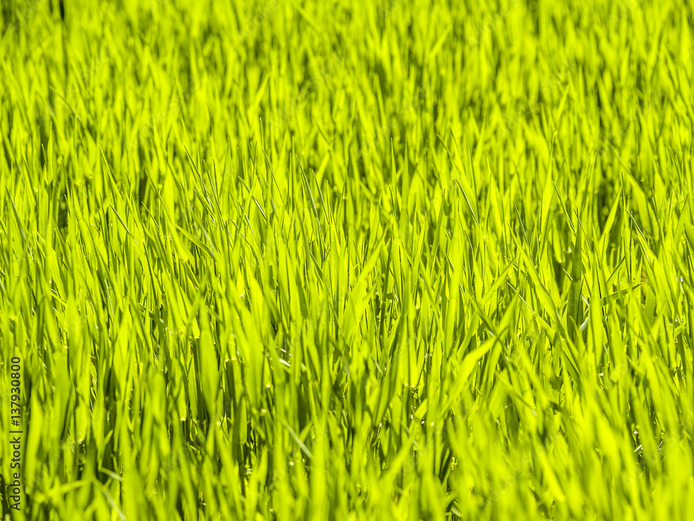 Obraz premium Grass, Austria, Lower Austria, Mostviertel