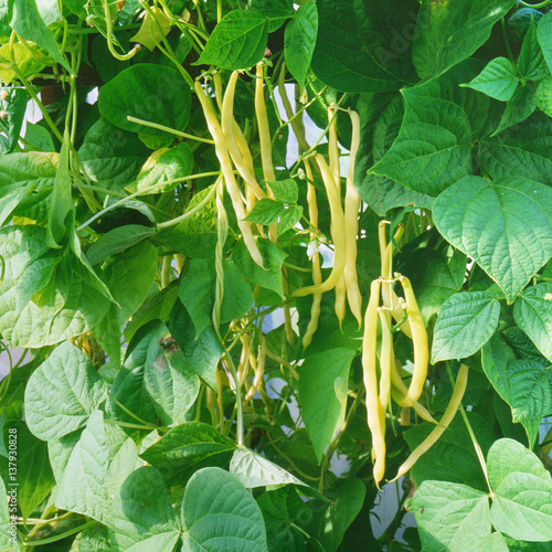 Yellow beans growing