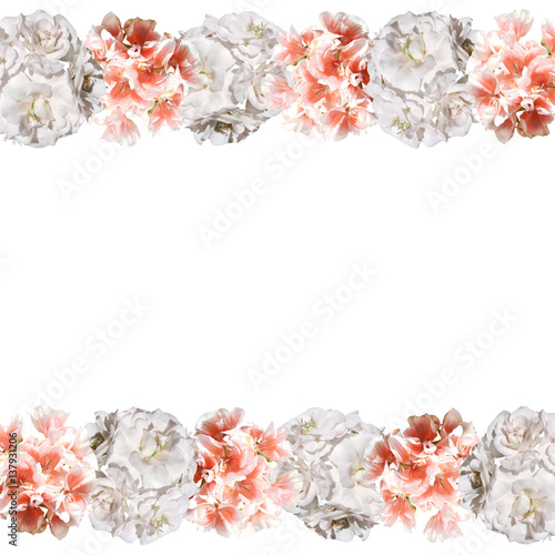 Fototapeta Naklejka Na Ścianę i Meble -  Beautiful floral background of orange and white pelargonium 