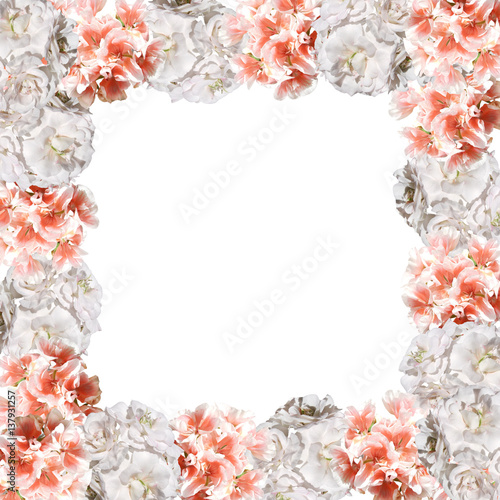 Fototapeta Naklejka Na Ścianę i Meble -  Beautiful floral background of orange and white pelargonium 