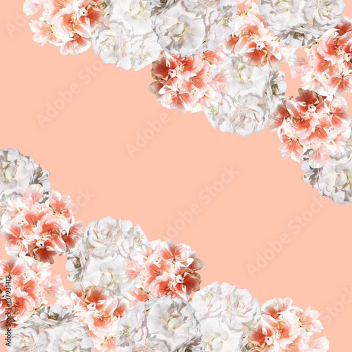 Fototapeta Naklejka Na Ścianę i Meble -  Beautiful floral background of orange and white pelargonium 