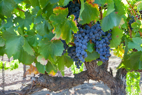 Canvas Print Vineyards from the Barossa Valley in South Australia one of Australia's premier