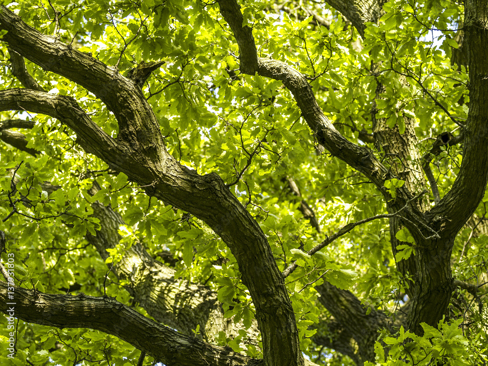 Fototapeta premium Oak tree