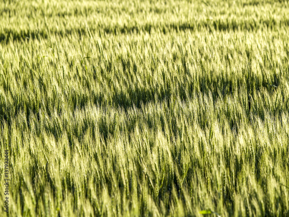 Grain field Grain field