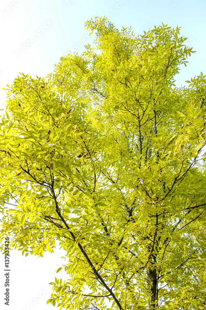 Ash tree, fraxinus Ash tree, fraxinus