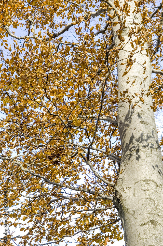 Obraz premium Forest in autumn, red beech, fagus sylvatica, Austria, Vienna, W
