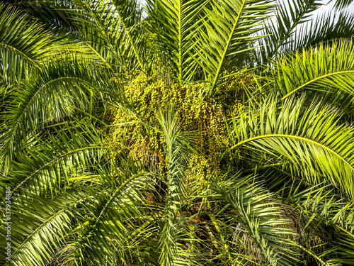 Palm tree  Monaco