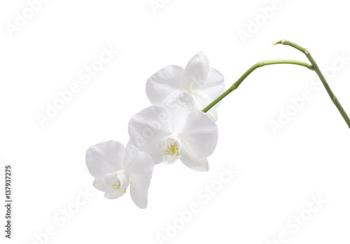 Fototapeta Naklejka Na Ścianę i Meble -  Flower orchid. White.