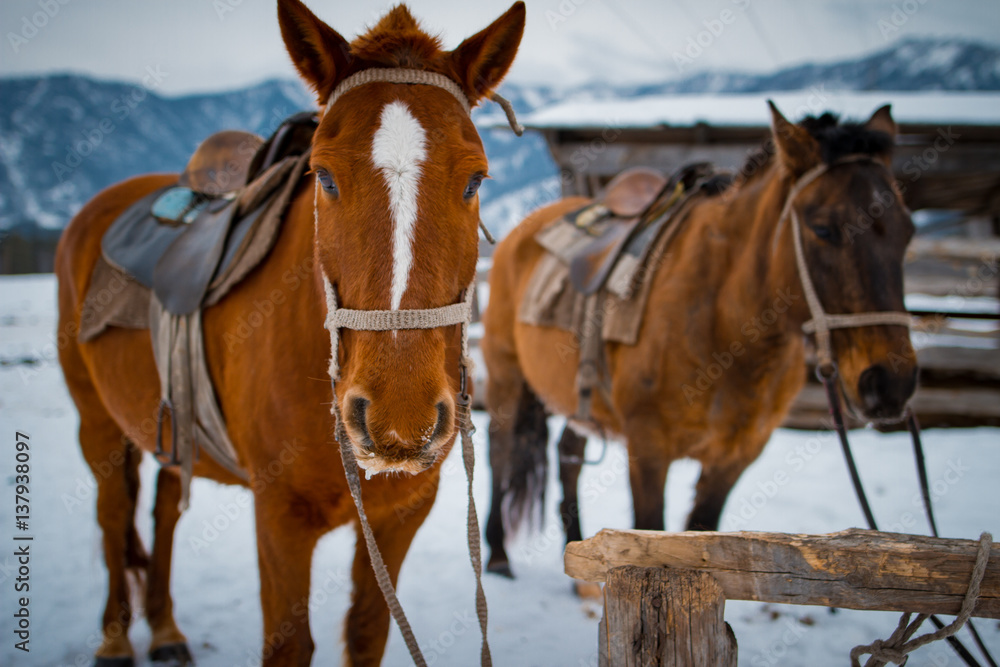 Obraz premium Beautiful drawn by horses on a farm in the highlands