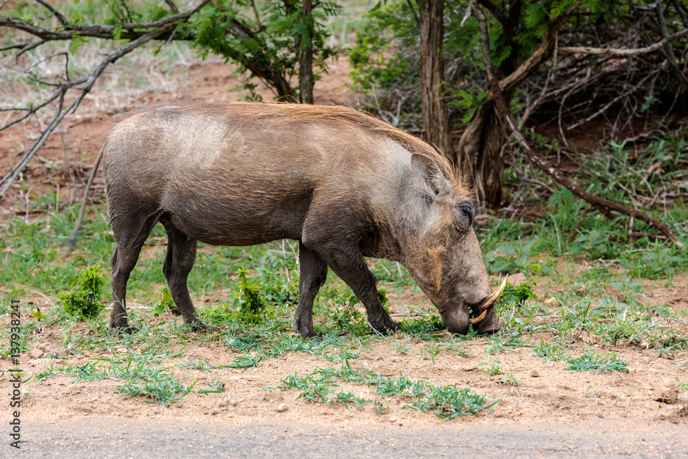 African Warthog (Phacochoerus africanus) African Warthog (Phacochoerus africanus)