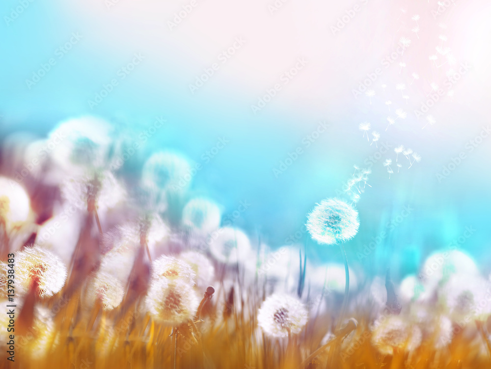 Obraz premium Wiosna lato kwiecisty rabatowy szablon. Lotniczy rozjarzeni dandelions lata w wiatrze z miękkiej ostrości słońca rankiem outdoors makro- na bławym tle. Romantyczny marzycielski obraz artystyczny.