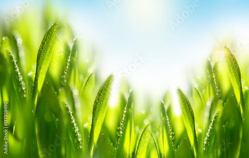 Spring summer template Border with young juicy green grass in drops of morning dew rain water close-up macro in the sunlight on a bright background.