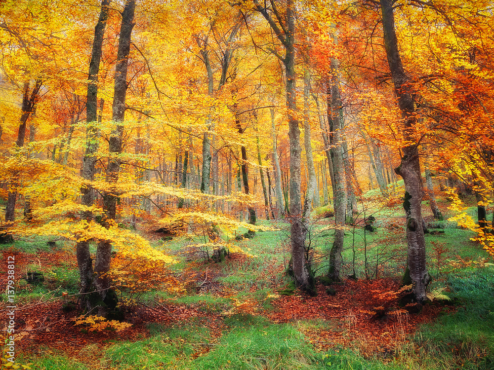 forest in autumn with vivid colors