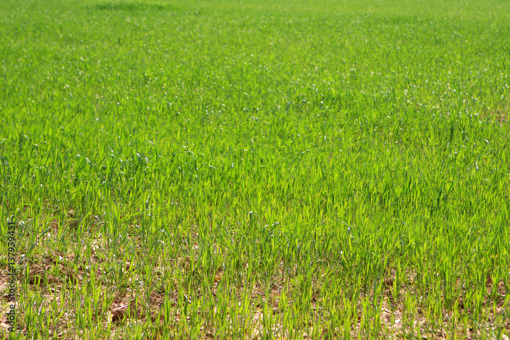 Obraz premium Photo of fresh green grass at the spring