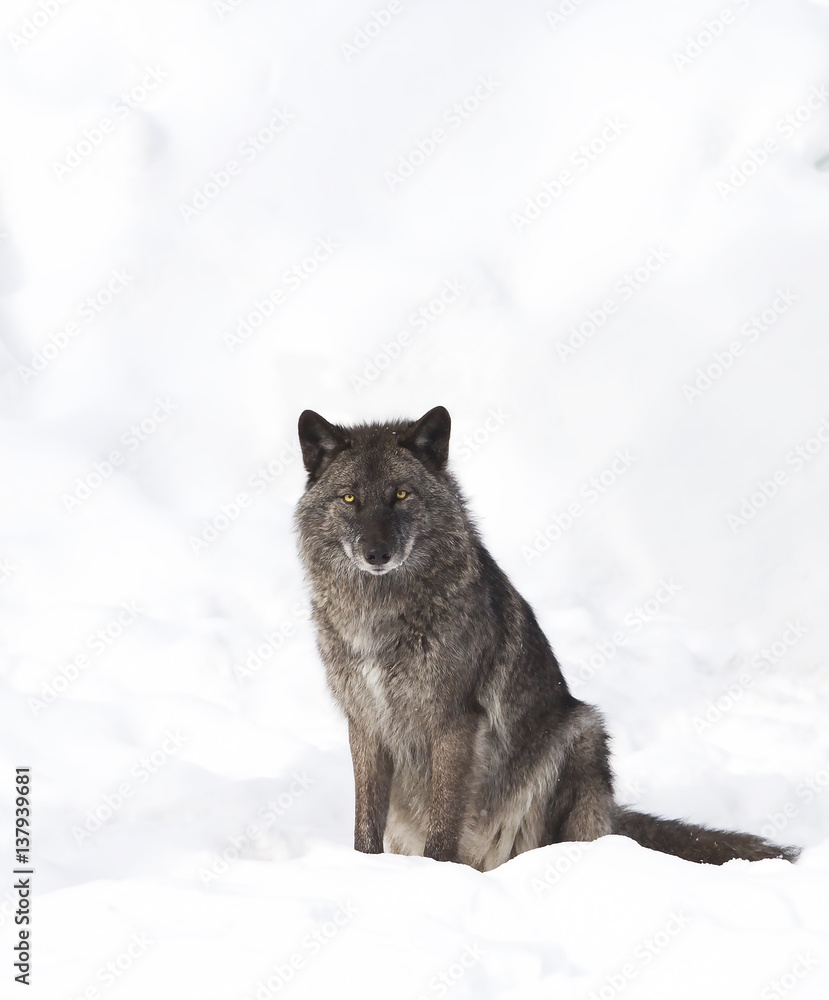 Obraz premium Black wolves (Canis lupus) isolated on a white background sitting in the winter snow in Canada