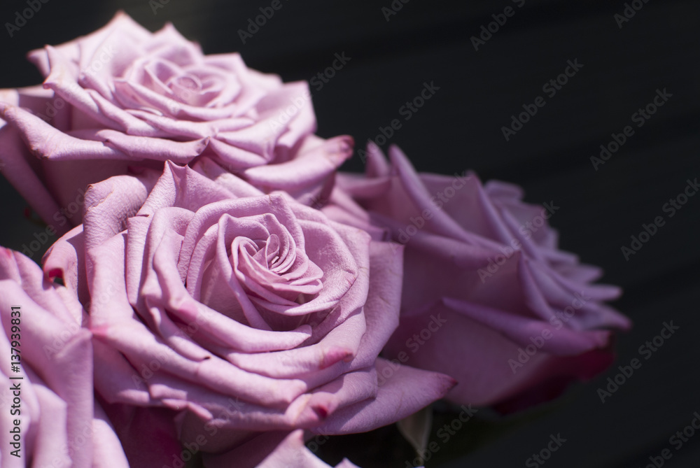 pink rose pink rose