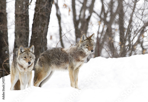 Two Coyotes standing in the winter snow in Canada
