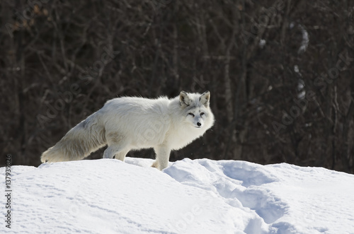 Arctic fox  Vulpes lagopus  standing in the snow in winter in Canada