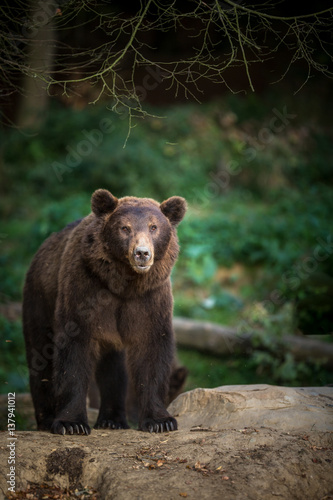 Brown bear (Ursus arctos) © lightpoet