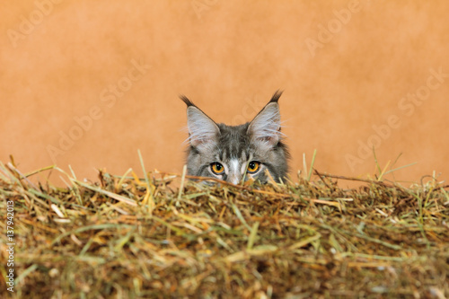 Kitten of Maine coon