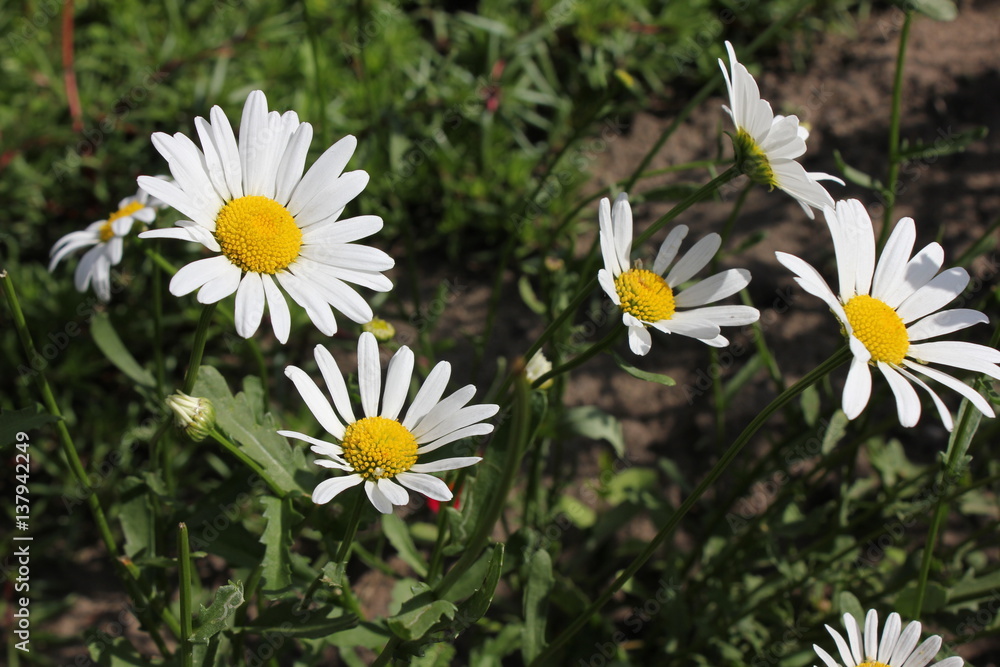 Background of white flowers chamomile 8179 Background of white flowers chamomile 8179