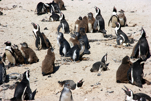 African penguins at Bolders Beach. Cape Town, South Africa