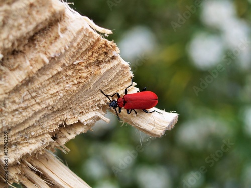 Cardinal Beetle photo