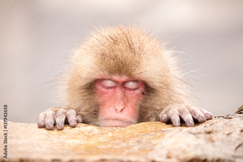 Obraz premium Snow Monkey (Japanese Macaque) resting