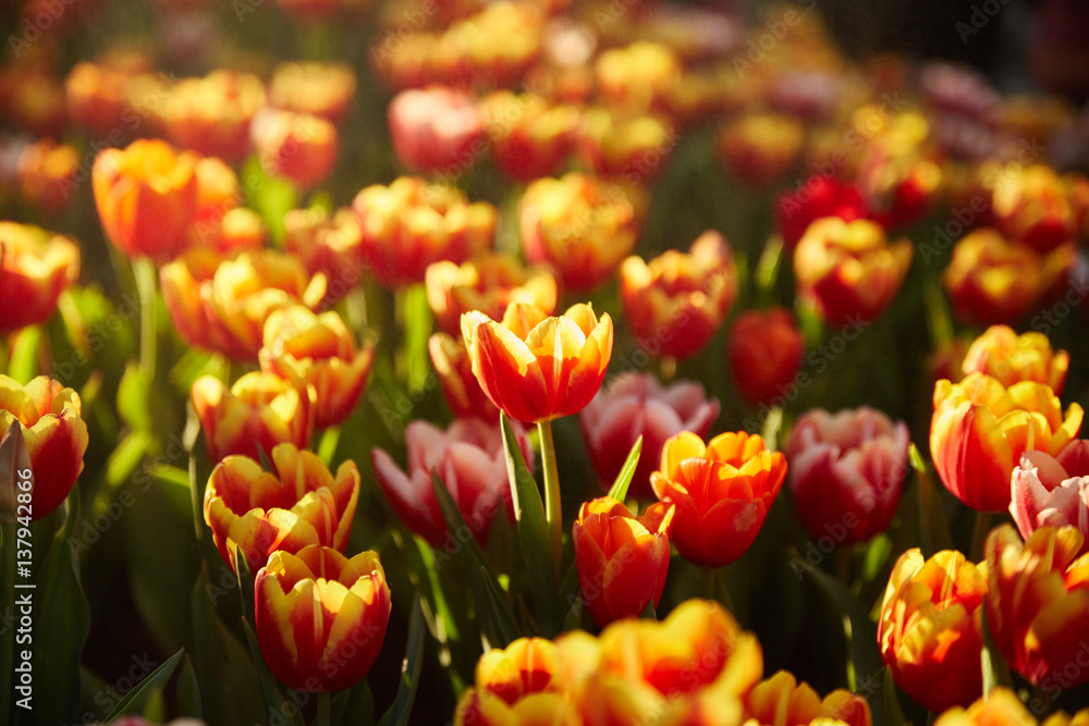 The beautiful Tulip flowers. The beautiful Tulip flowers.