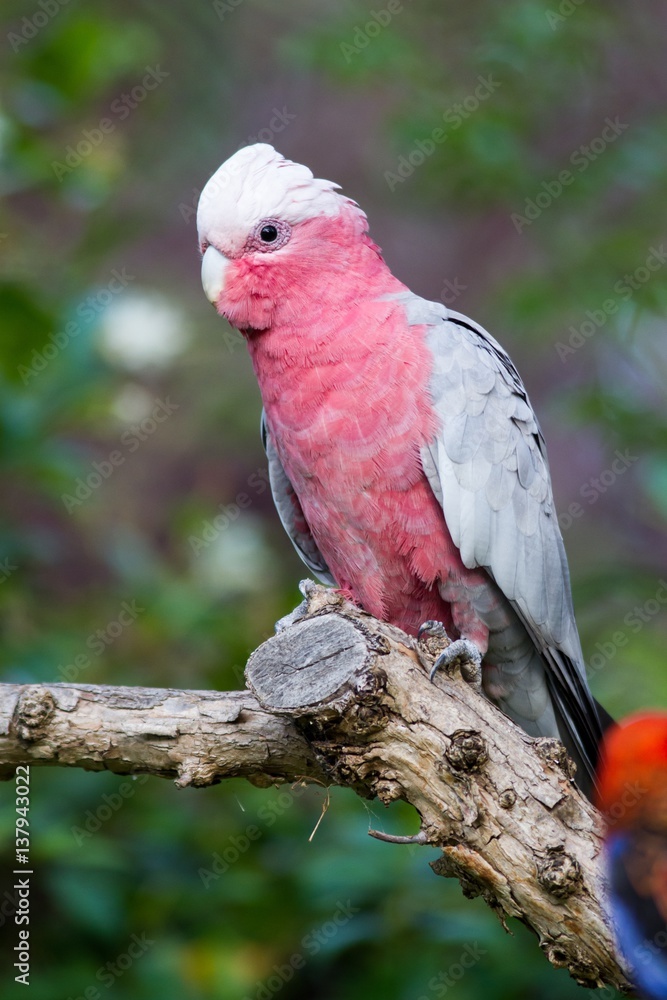 Obraz premium Galah