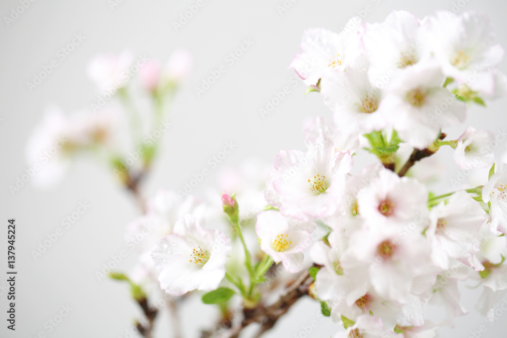 Cherry blossom , Sakura flower isolated in whte background
