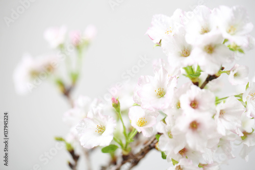 Cherry blossom , Sakura flower isolated in whte background