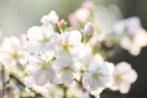Cherry blossom , Sakura flower