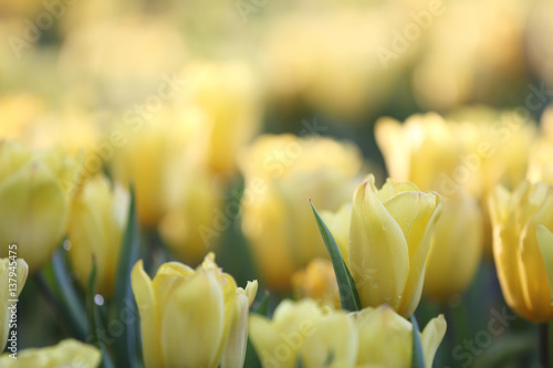 Yellow Tulip flowers in sunset