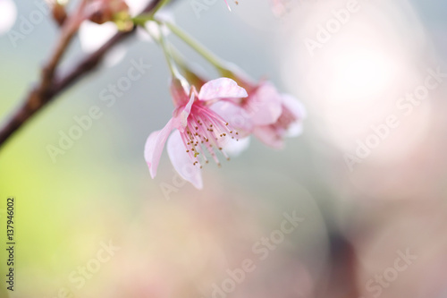 cherry blossoms   sakura flower in close up