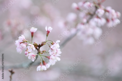 cherry blossoms , sakura flower in close up © Oran Tantapakul