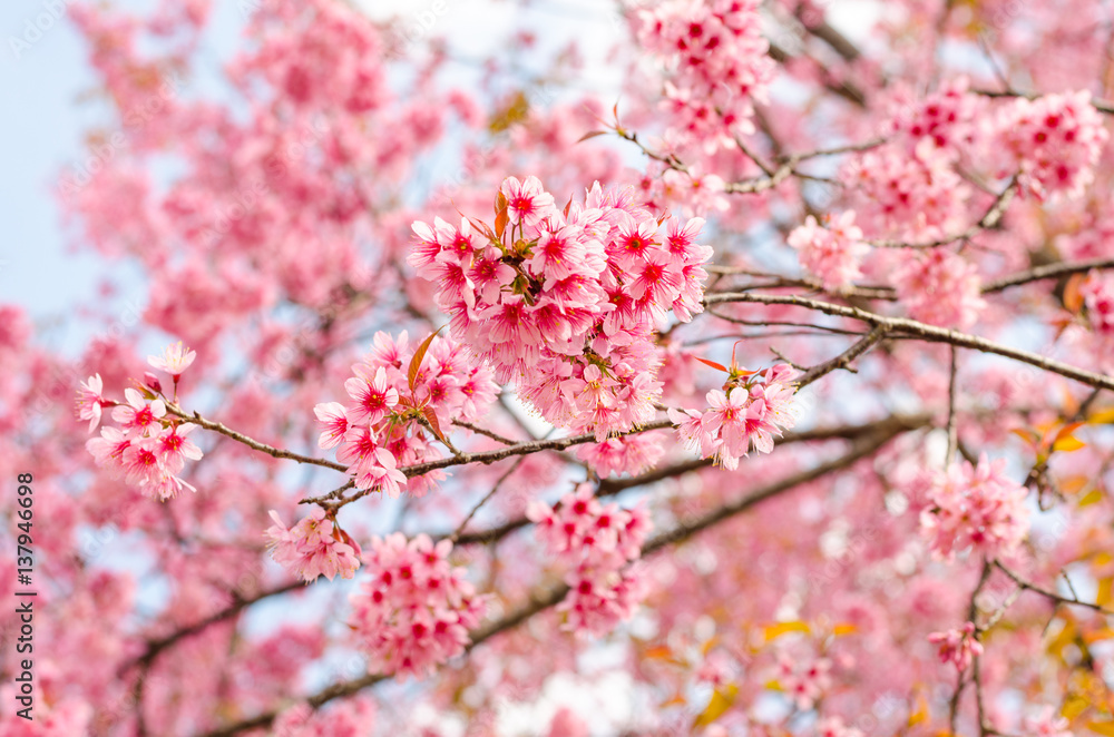 Beautiful pink flower of Sakura or Wild Himalayan Cherry tree in outdoor park with blue sky