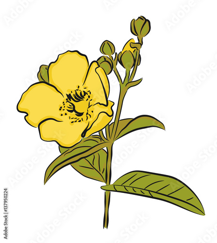 Yellow flower on white background. Vector design element.