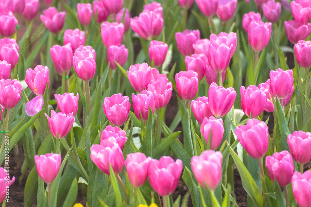 Beautiful bouquet of pink tulips in spring season with flare of sunlight
