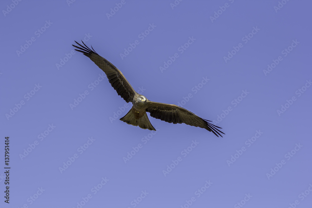Adult male red kite (Milvus milvus) in flight. Blue sky copy space. Adult male red kite (Milvus milvus) in flight. Blue sky copy space.