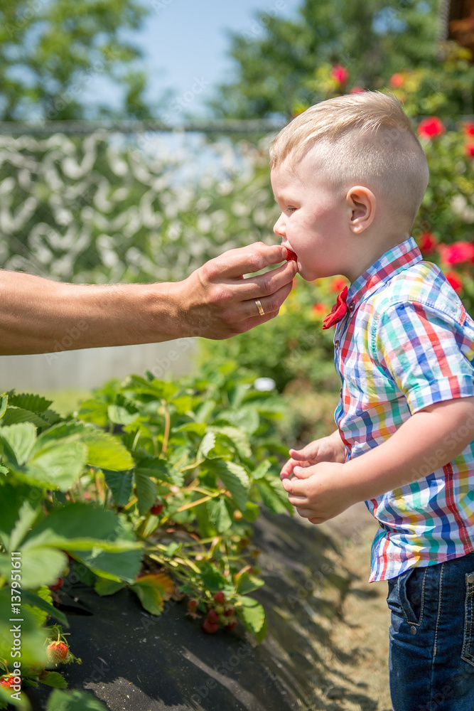 little boy eating strawberries in the garden little boy eating strawberries in the garden