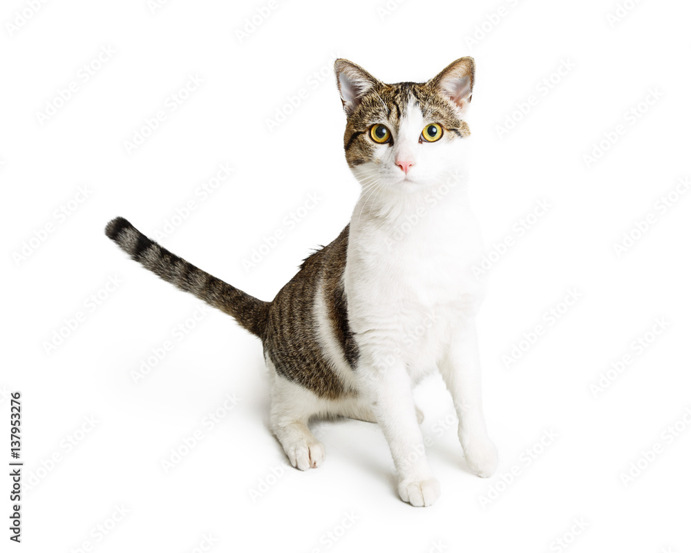 White and Tabby Cat Sitting Looking at Camera