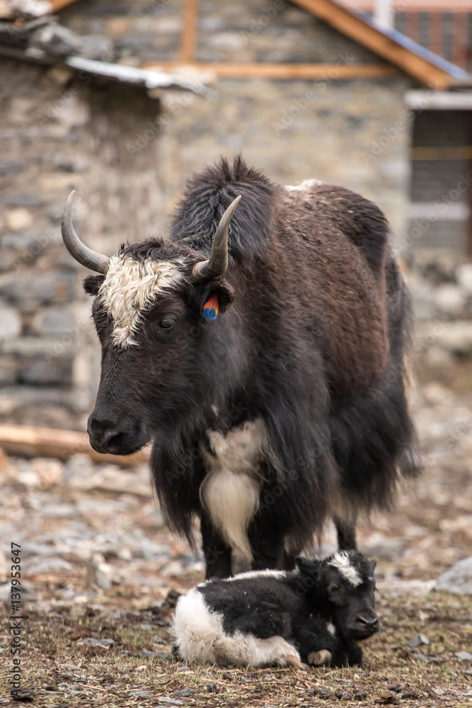 Domestic yak in the village of Nepal
