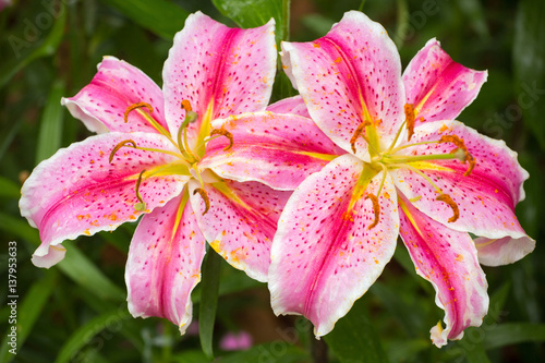 Fototapeta Naklejka Na Ścianę i Meble -  Pink Asiatic lily flower in the garden
