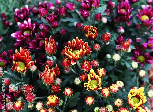 Photography Chrysanthemum,Dendranthemum grandifflora,Chrysanthemum indicum Linn,Chrysanthemu