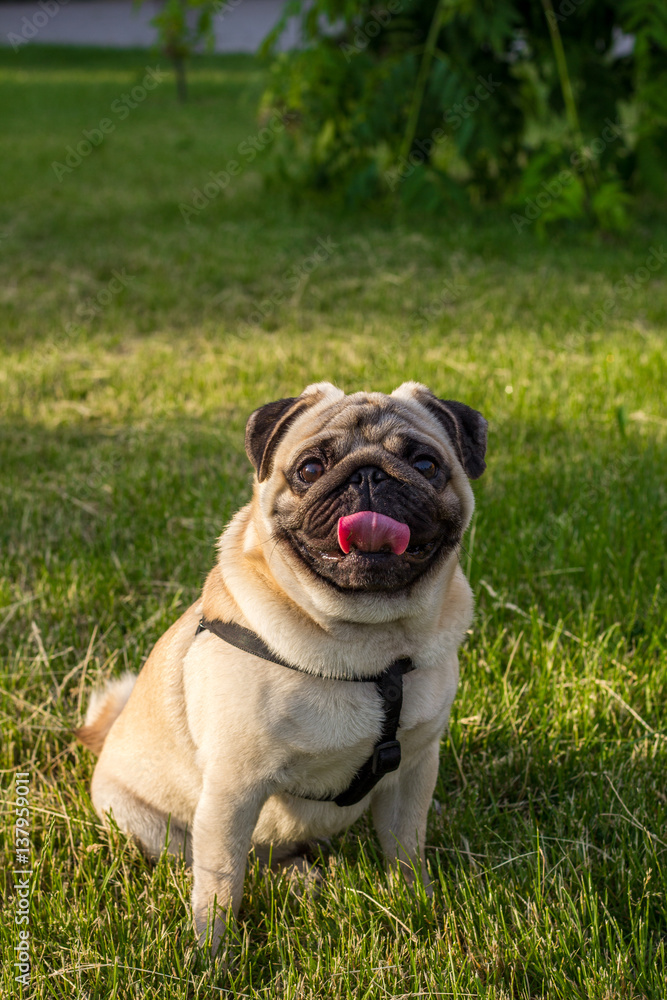 Dog Mops. lovely happy fat cute pug dog on the green grass floor under warm summer sunlight making funny face with home outdoor surrounding bokeh background